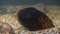 Freshwater pearl mussel (Margaritifera margaritifera), is an endangered species of freshwater mussel, Finland, March.