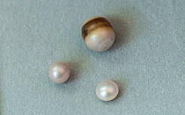 Freshwater pearl mussel (Margaritifera margaritifera) pearls, Finland, March.