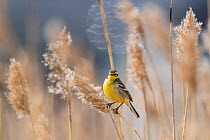 Citrine wagtail (Motacilla citreola), female in reeds, Finland, May.