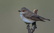Spotted flycatcher (Muscicapa striata), Finland, May.