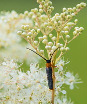 Twin spot longhorn beetle (Oberea oculata), on Meadowsweet (Filipendula ulmaria), Finland, July.