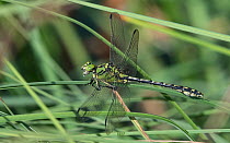 Green snaketail dragonfly (Ophiogomphus cecilia), male jaws open, Finland, August.