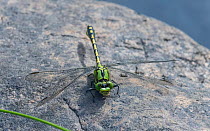 Green snaketail dragonfly (Ophiogomphus cecilia), male, Finland, August.