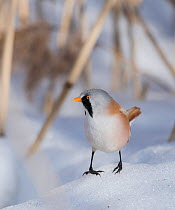 Bearded reedling / tit (Panurus biarmicus), male, Finland, March.