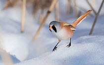 Bearded reedling / tit (Panurus biarmicus), male in snow, Finland, March.
