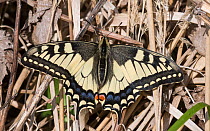 Swallowtail butterfly (Papilio machaon), Finland, June.