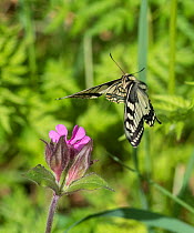 Swallowtail butterfly (Papilio machaon) flying to red campion with proboscis extended, Finland, June.