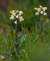 Lapland lousewort (Pedicularis lapponica) in flower, Finland, July.