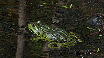 Edible frog (Pelophylax esculentus), female, Finland, June.