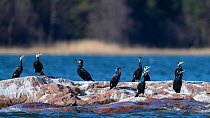 Great cormorant (Phalacrocorax carbo) group on shore, Finland, April.
