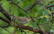 Arctic warbler (Phylloscopus borealis), adult male, Finland, July.