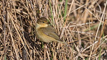 Common chiffchaff (Phylloscopus collybita), adult in spring, Finland, April.