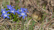 Common Chiffchaff (Phylloscopus collybita), adult with wildflowers, Finland, April.