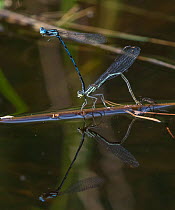 Blue featherleg dragonfly (Platycnemis pennipes), pair mating with female laying eggs, Finland, August.