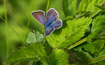 Common blue butterfly (Plebeius icarus), female, Finland, July.