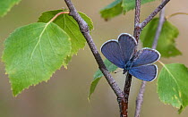 Cranberry blue butterfly (Plebeius optilete), male, Finland, July.