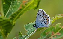 Silver-studded blue butterfly (Plebejus argus), male, Finland, July.