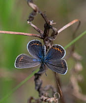 Silver-studded blue (Plebejus argus), female, Finland, July.