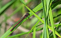 Large red damselfly (Pyrrhosoma nymphula), Finland, August.
