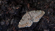Scallop shell (Rheumaptera undulata) Finland, June.