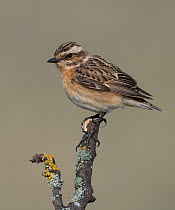 Whinchat (Saxicola rubetra), female perched, Finland, May.