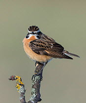 Whinchat (Saxicola rubetra), male perched,  Finland, May.
