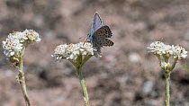 Eastern baton blue butterfly  (Scolitantides vicrama), male feeding on Mountain Everlasting (Antennaria dioica), Finland, June.