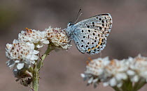 Eastern baton blue butterfly  (Scolitantides vicrama), male at Mountain Everlasting (Antennaria dioica), Finland, June.