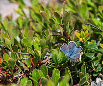Eastern baton blue butterfly  (Scolitantides vicrama), male, Finland, June.