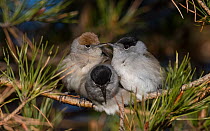 Blackcap (Sylvia atricapilla) female and two males huddling together for warmth before going to sleep, Finland, May.