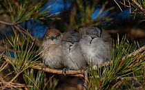 Blackcap (Sylvia atricapilla) female and two males huddling together for warmth  while sleeping, Finland, May.