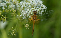 Yellow-winged darter (Sympetrum flaveolum), newly emerged male with white wing spots, Finland, July.