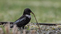 Ring ouzel (Turdus torquatus), male eating a worm, Finland, May.