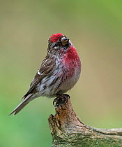 Common redpoll (Acanthis flammea), adult male, Finland, July.