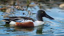Northern shovelers (Anas clypeata), adult male, Finland, May.