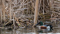 Northern shovelers (Anas clypeata), male in reedbed, Finland, May.