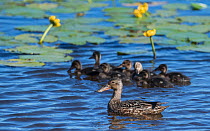 Northern shovelers (Anas clypeata), adult female with chicks, Finland, July.