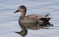 Gadwall (Anas strepera), adult male, Finland, May.