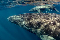 Humpback whale (Megaptera novaeangliae) mother with young calf in tropical sheltered coastal waters, Vava'u, Tonga.