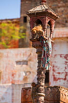 Rhesus macaque (Macaca mulatta) climbing from lamp post,  Jaipur, Rajasthan, India.