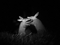 Aardvarks (Orycteropus afer) greeting each other at night, ~Makgadikgadi Pans, Botswana. Highly commended in the GDT European Wildlife Photographer of the Year Awards 2017.