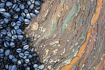 Colony of Common Mussels (Mytilus edulis) growing on striated rock formation exposed at low tide. Cornwall, England, UK. Highly commended in the Coast and Marine Category of the British Wildlife Photo...