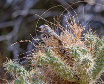 Cactus wren (Campylorhynchus brunneicapillus) building its nest amongst the sharp spines of a Chain cholla cactus (Cylindropuntia fulgida), Sonoran Desert near Tucson, Arizona, USA. July.