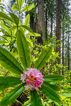 Flowering Rhododendron, Redwood National Park, Del Norte, California, USA. May 2017.