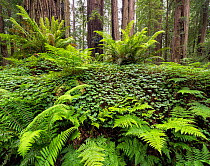 Bracken ferns and Sorrel growing on a felled Redwood tree, Redwood National Park, Prairie Creek, California, USA. May 2017.