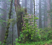 Flowering Rhododendron amongst giant old growth Redwood trees, Redwood National Park, Del Norte, California, USA. May 2017.