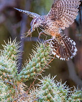 Cactus wren (Campylorhynchus brunneicapillus) carrying nest-building material in its beak for its nest amongst the sharp spines of a Chain cholla cactus (Cylindropuntia fulgida), Sonoran Desert near T...