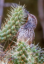 Cactus wren (Campylorhynchus brunneicapillus) building its nest amongst the sharp spines of a Chain cholla cactus (Cylindropuntia fulgida), Sonoran Desert near Tucson, Arizona, USA. July.