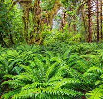 Western sword fern (Polystichum munitum) and Big leaf maple (Acer macrophyllum) trees that are covered with moss, Hoh Temperate Rainforest, Olympic National Park, Washington, USA. June 2017.