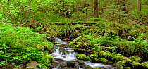 Stream flowing past moss-covered rocks, Sol Duc River Basin, Olympic National Park, Washington, USA. June 2017.